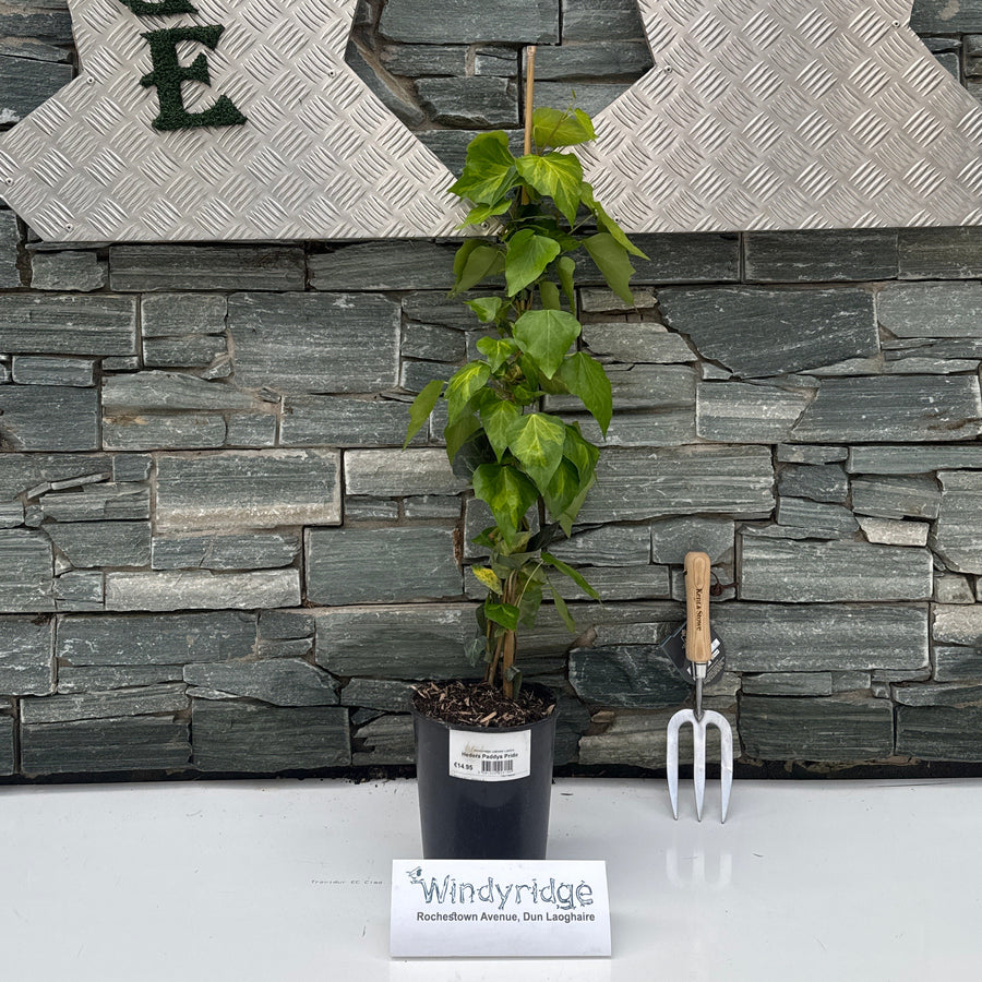 Hedera Paddys Pride - Climbers - Windyridge Garden Centre