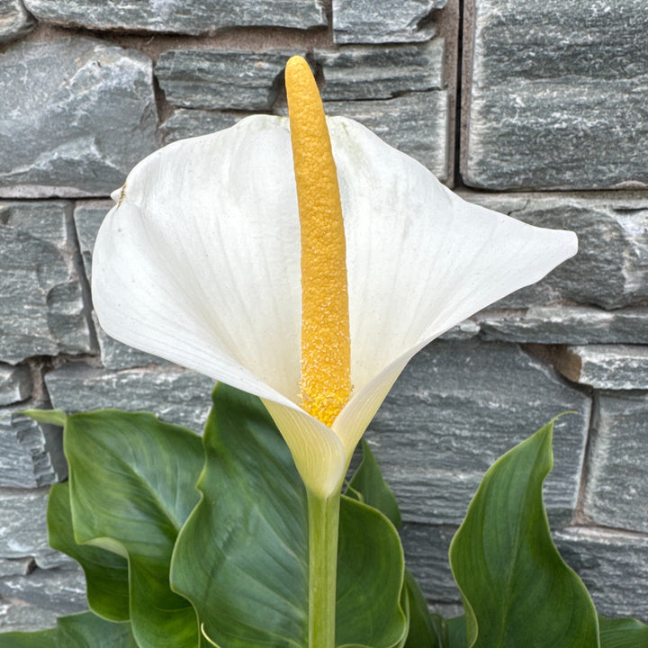 ZANTEDESCHIA Snow White