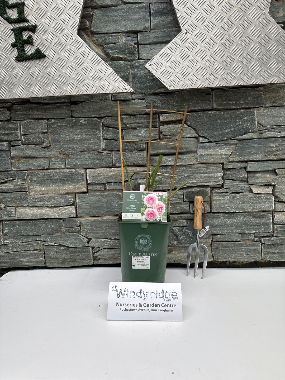 Rosa James Galway 6L