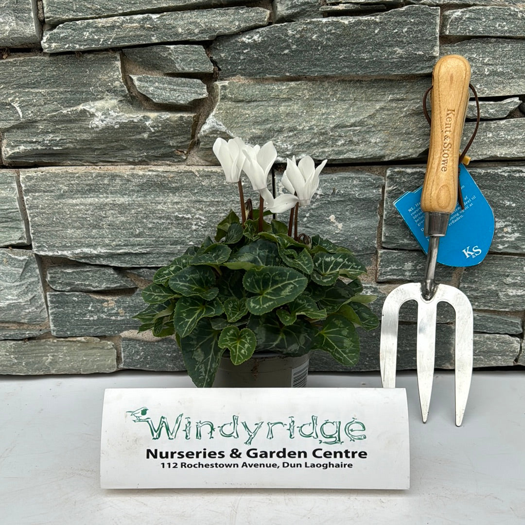 Cyclamen Mini White 10.5cm