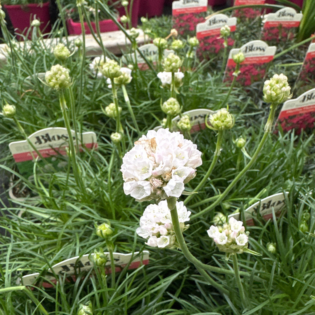 Armeria maritima Alba