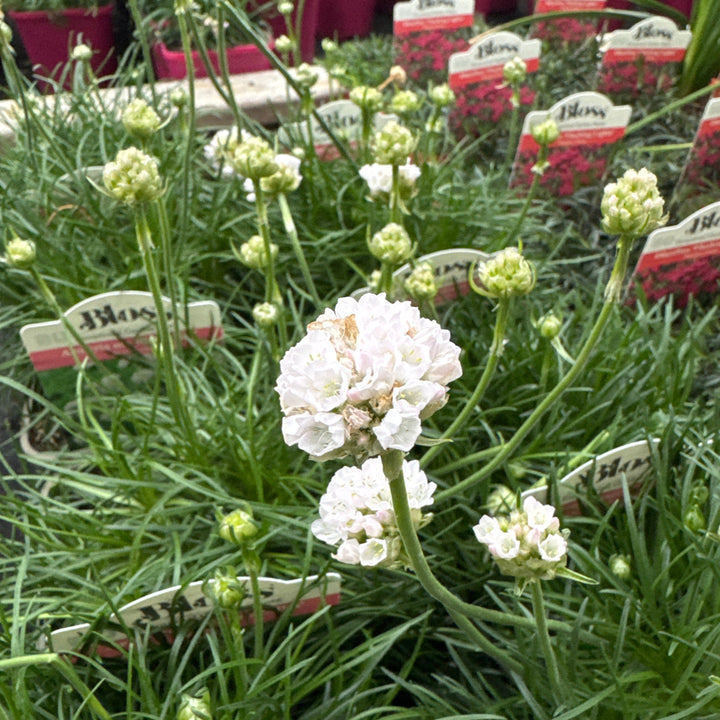 Armeria maritima Alba
