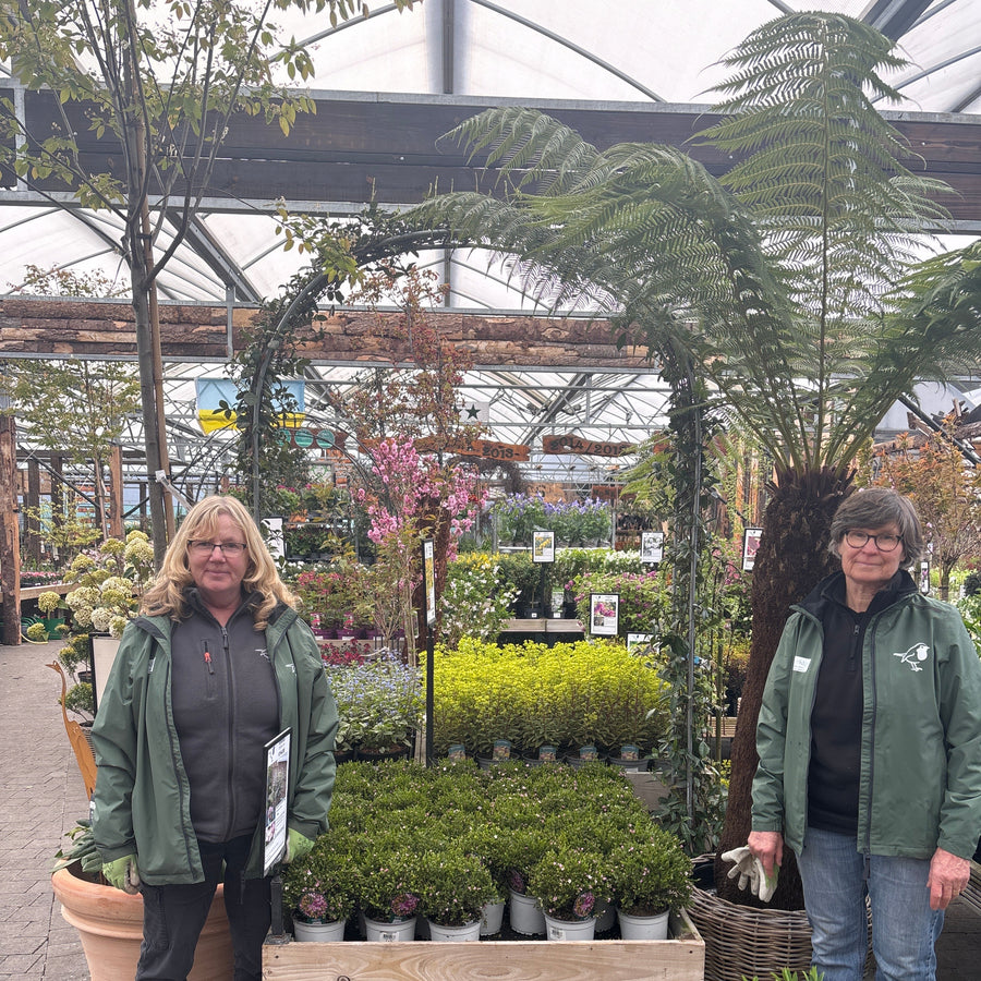 Rhyncospermum Jasminoides Clt Arco Doppio 20 Cm Wide - Climbers - Windyridge Garden Centre