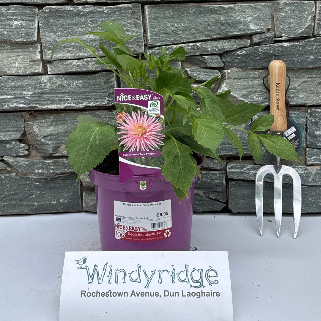 Dahlia cactus 'Dark Princess' - Herbaceous - Windyridge Garden Centre