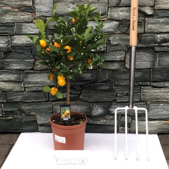 Citrofortunella Calamondin Tree