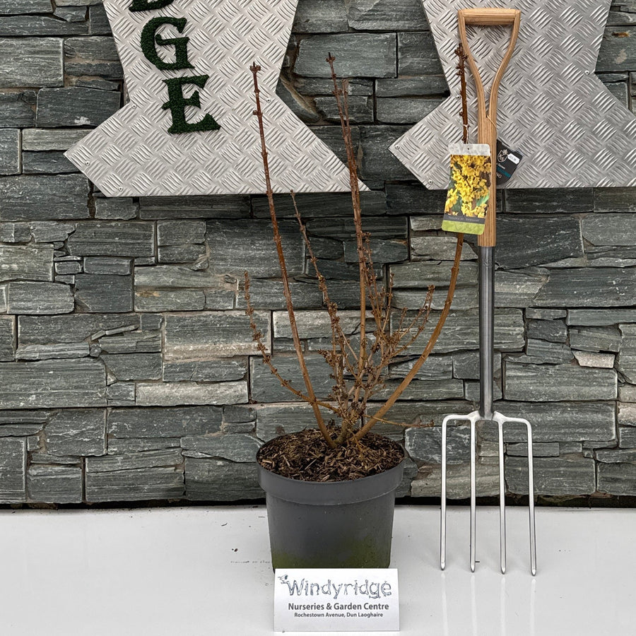 Forsythia Int. Goldrausch - Shrubs - Windyridge Garden Centre