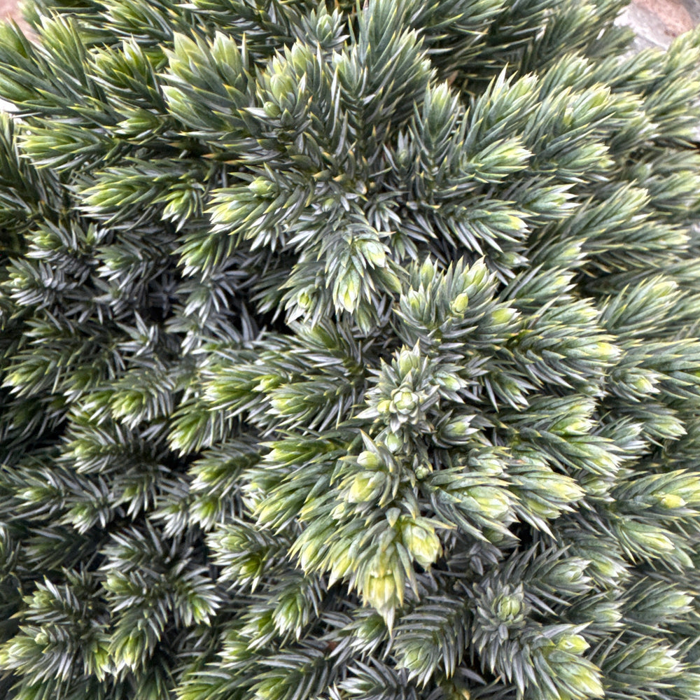 Juniperus Squa. 'Blue Star' 25-30 Cm. - Shrubs - Windyridge Garden Centre