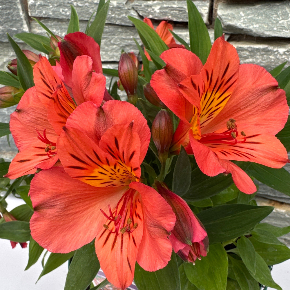 Alstroemeria Coloritaelaine Orange - Herbaceous - Windyridge Garden Centre