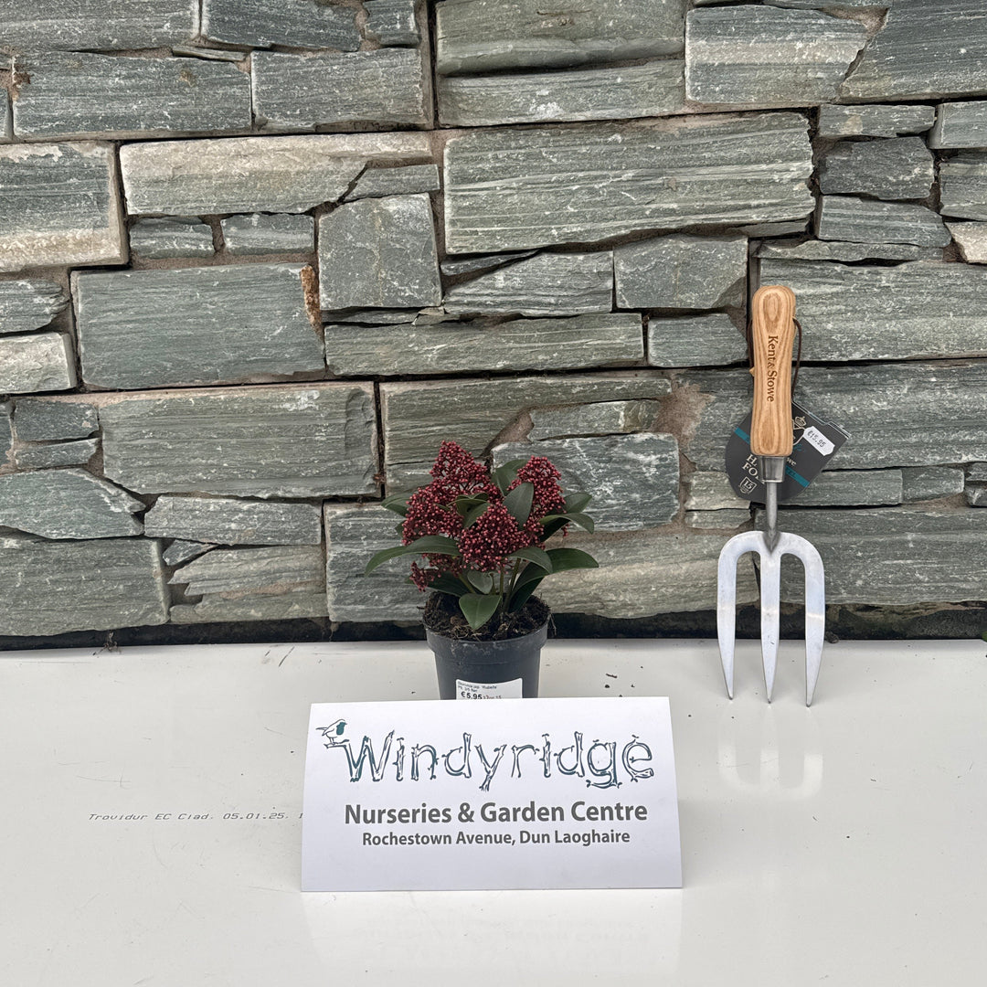 Skimmia jap. Rubella  P9, 35 flwr.