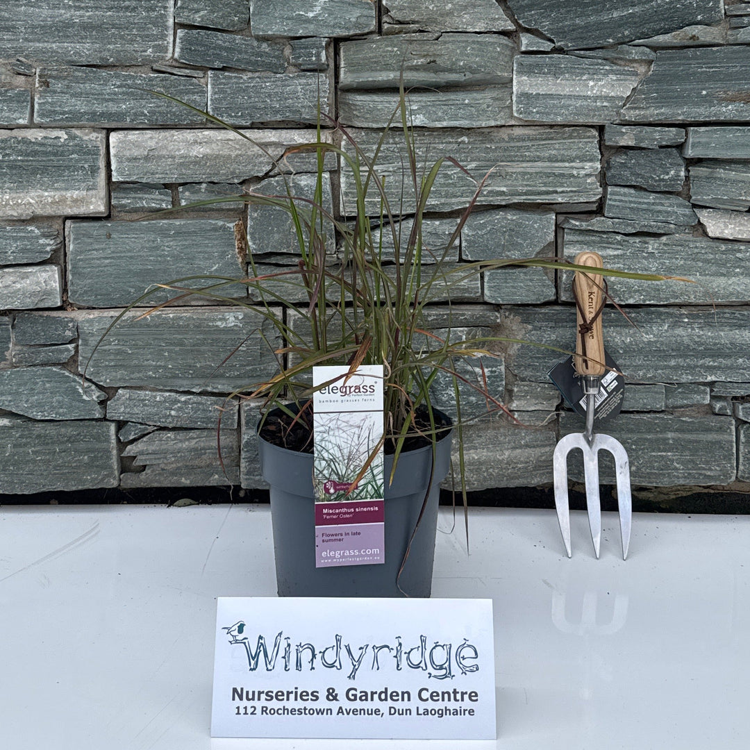 Miscanthus sin. Red Chief