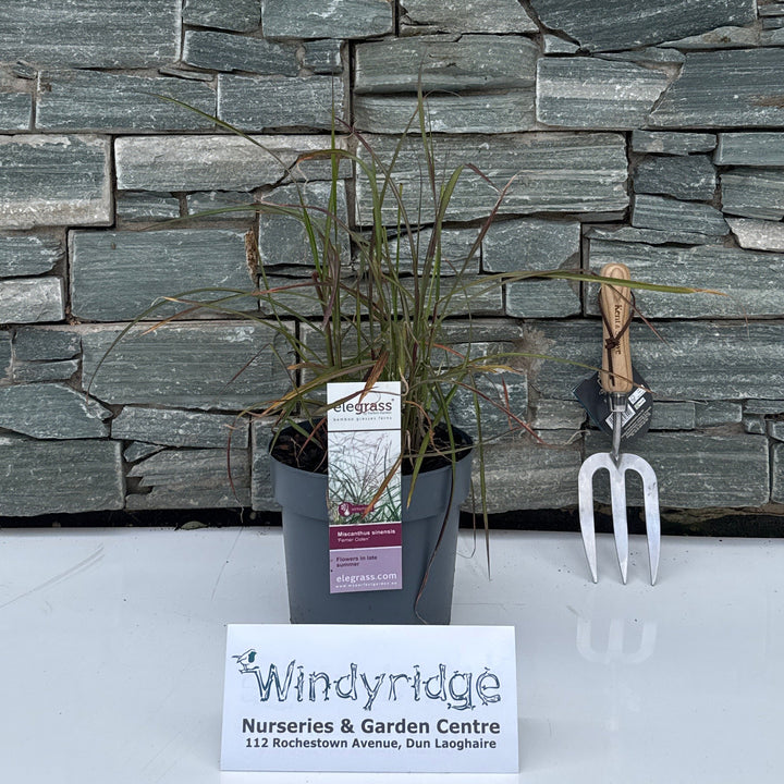 Miscanthus sin. Red Chief