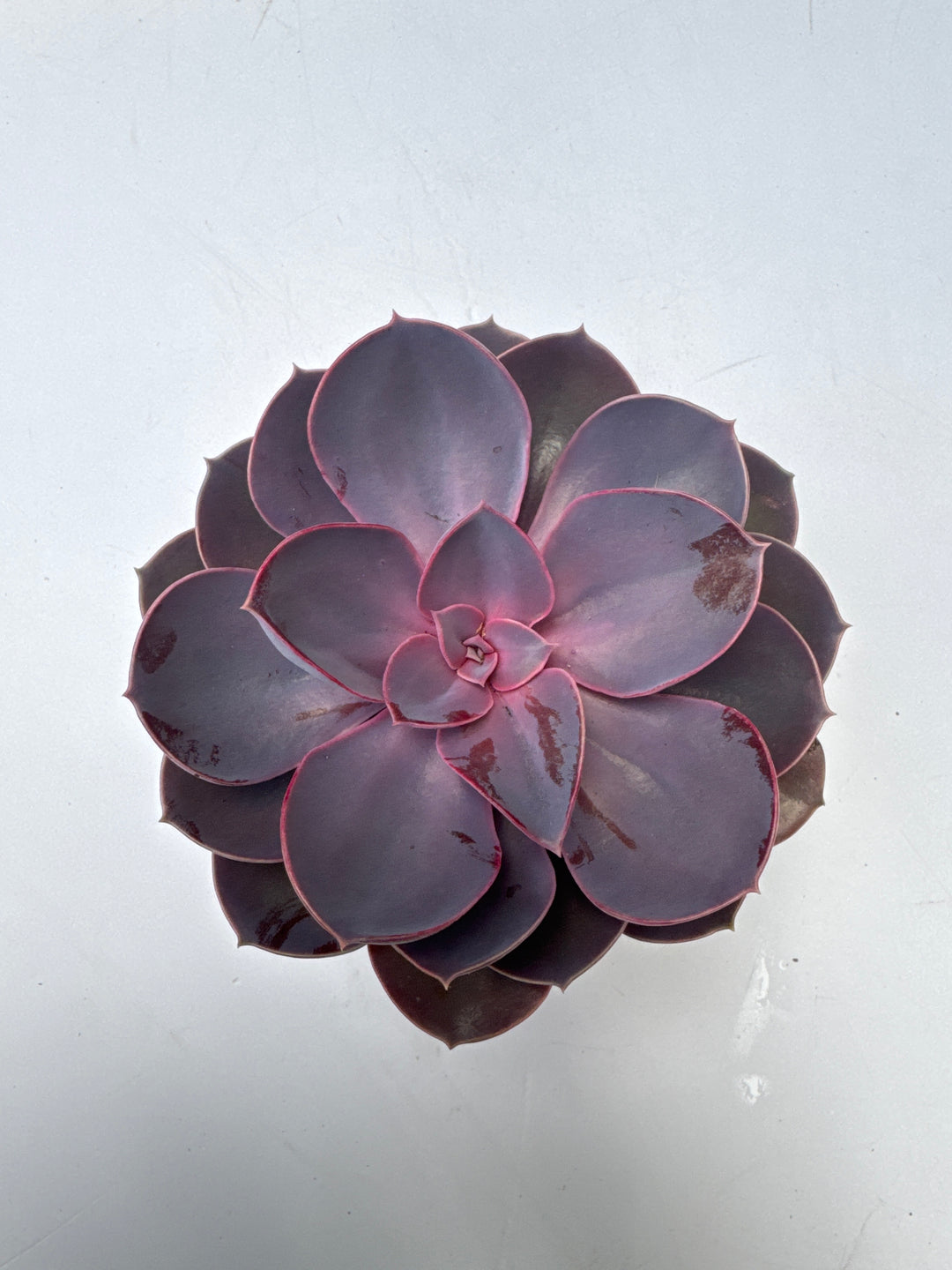 Echeveria Purple Pearl - Indoor Plants - Windyridge Garden Centre