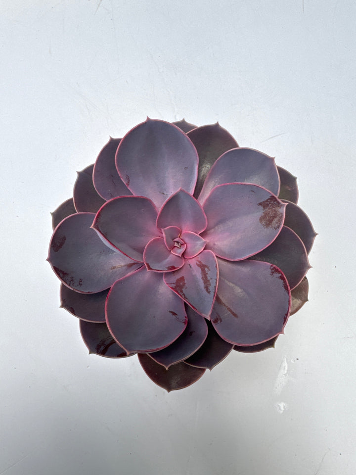 Echeveria Purple Pearl - Indoor Plants - Windyridge Garden Centre