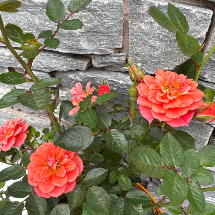 ROSA Graceful Cover
