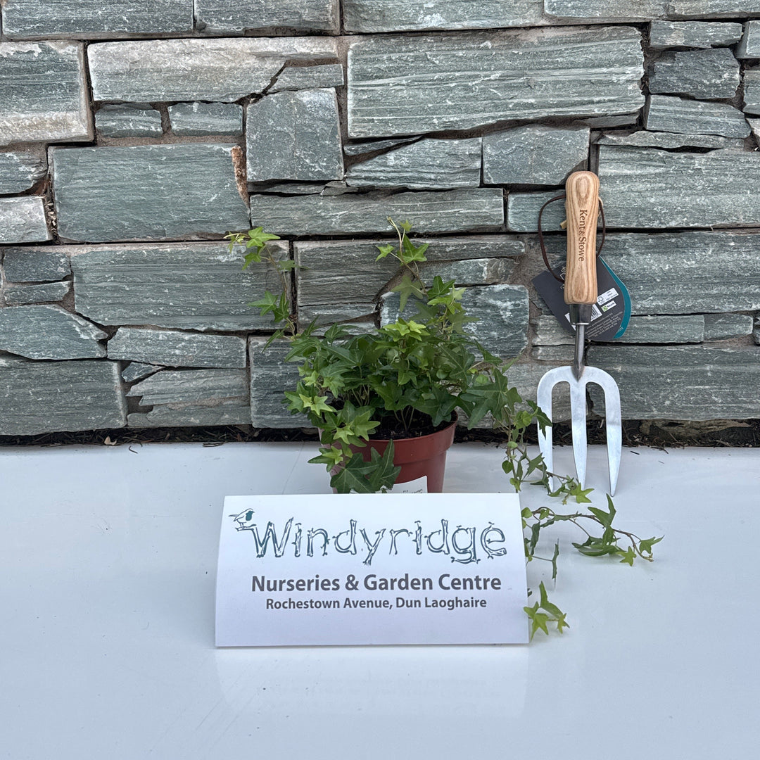 Hedera helix Jacobine  P13