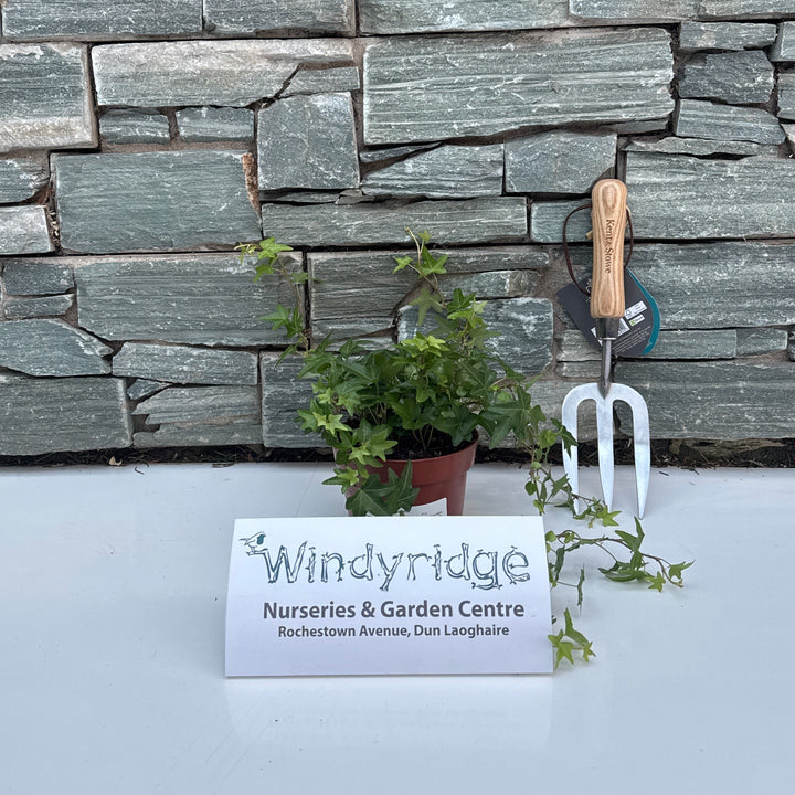 Hedera helix Jacobine  P13