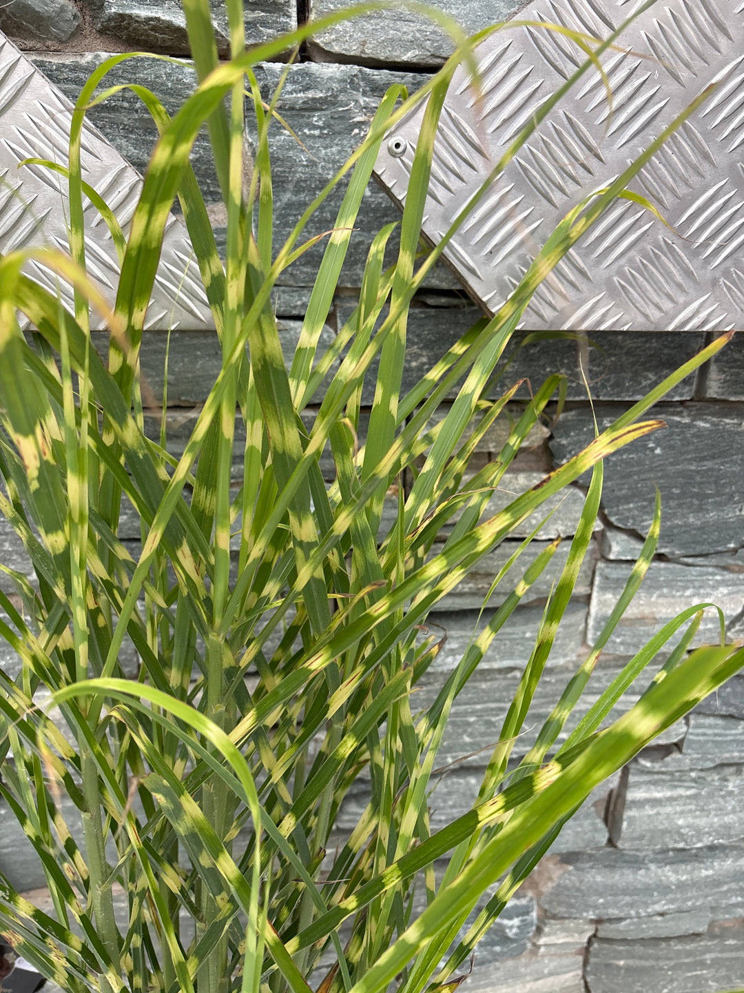 MISCANTHUS sine. 'Gold Bar' 3L