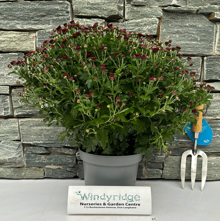 Garden Mum 19Cm - Shrubs - Windyridge Garden Centre
