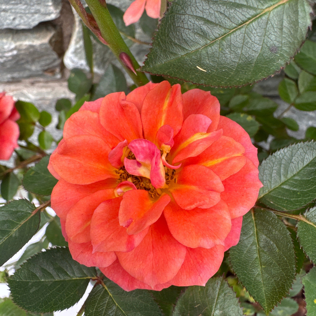 ROSA Graceful Cover