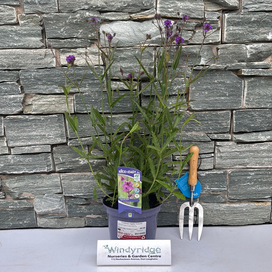 Verbena Rigida Venosa - Herbaceous - Windyridge Garden Centre