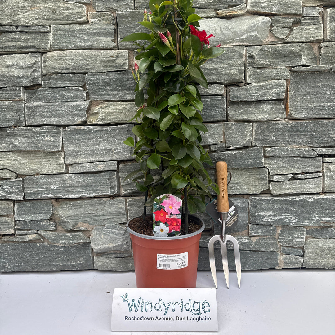Mandevilla Sundaville Red  P19 - 3 cane pyr