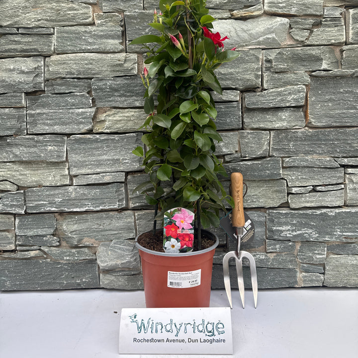 Mandevilla Sundaville Red  P19 - 3 cane pyr