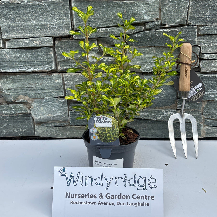 Coprosma Lemon And Lime - Shrubs - Windyridge Garden Centre