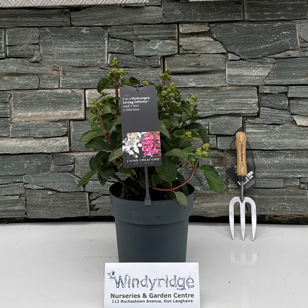 Hydrangea paniculata 'Living Infinity'®