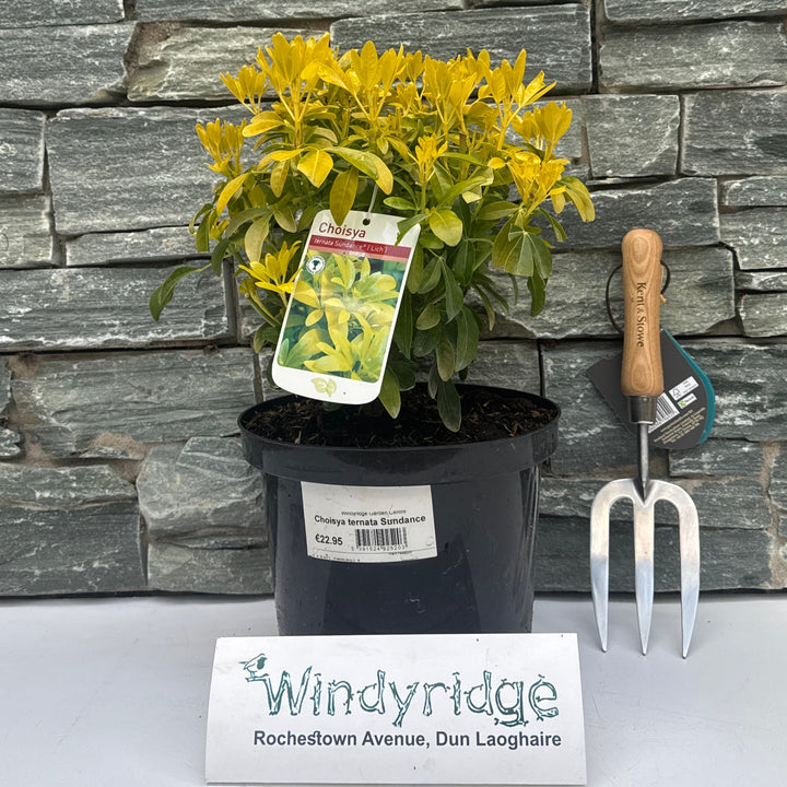 Choisya ternata Sundance 5L