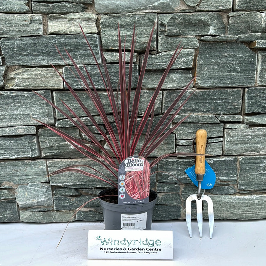Cordyline Charlie Boy - Herbaceous - Windyridge Garden Centre