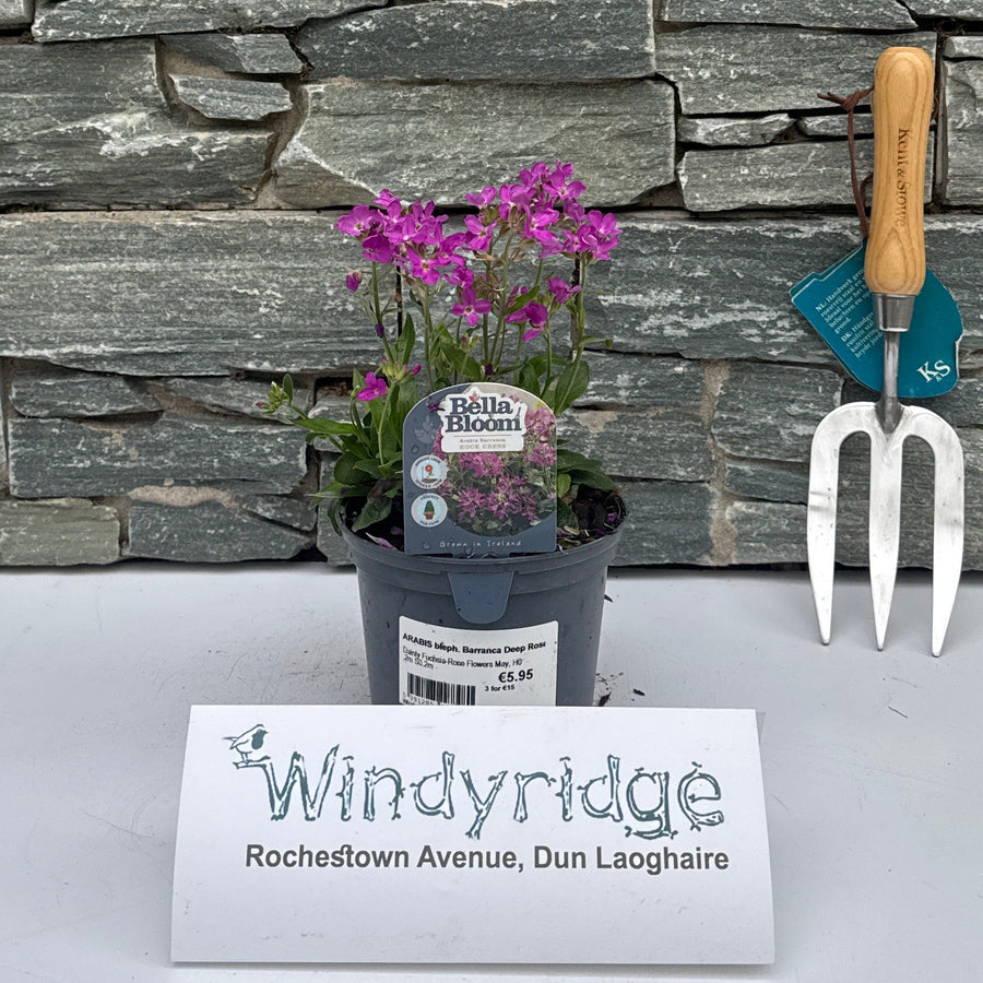 Arabis Bleph. Barranca Deep Rose - Herbaceous - Windyridge Garden Centre