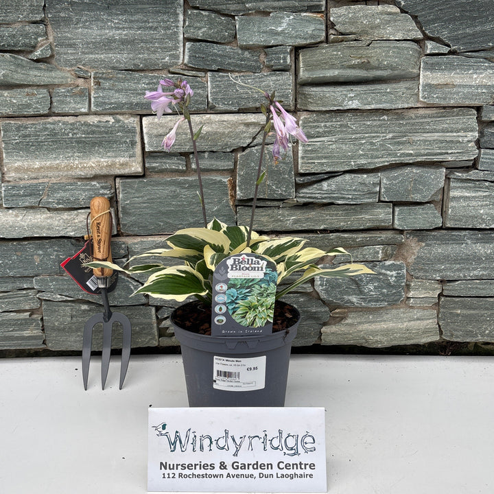 HOSTA Minute Man 3 Litre