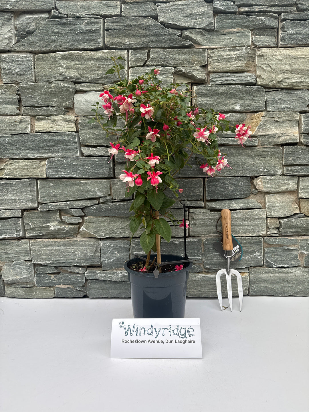 Fuchsia mix  P19, on a stem(70cm)