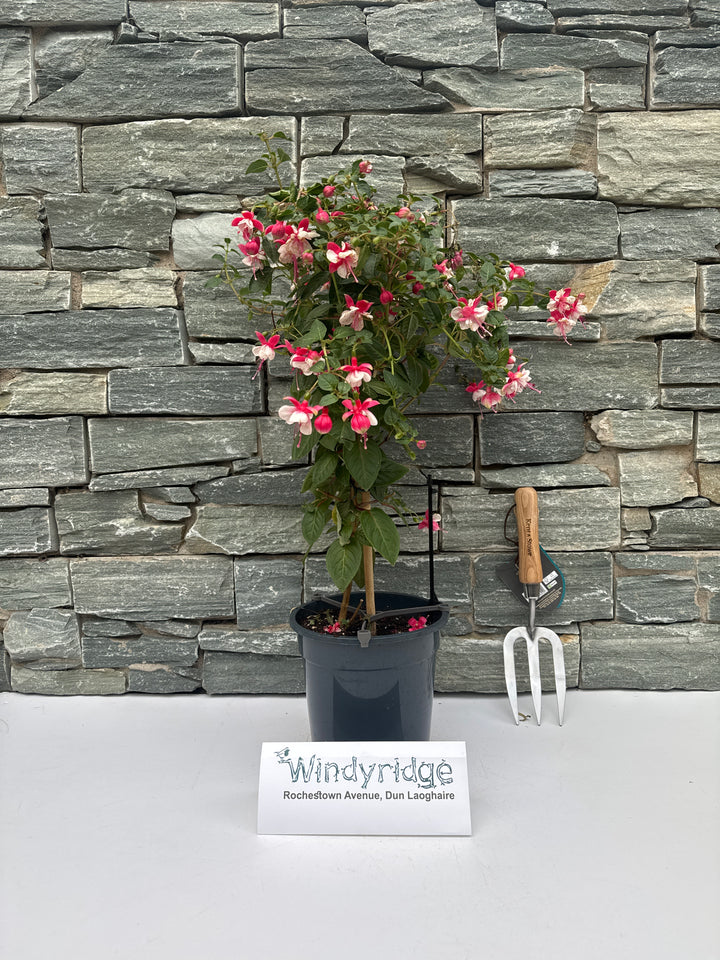Fuchsia mix  P19, on a stem(70cm)