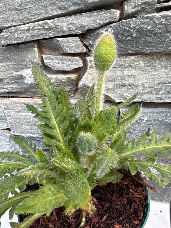Papaver or. Pattys Plum