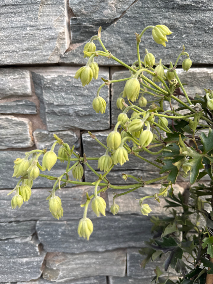 Clematis Avalanche