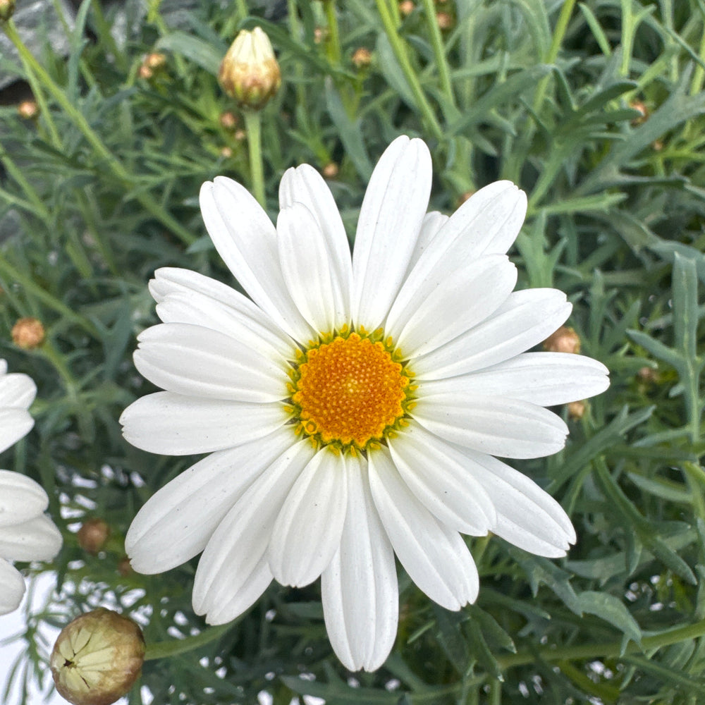 Argyranthemum Frutescens(White)  P19 - Herbaceous - Windyridge Garden Centre