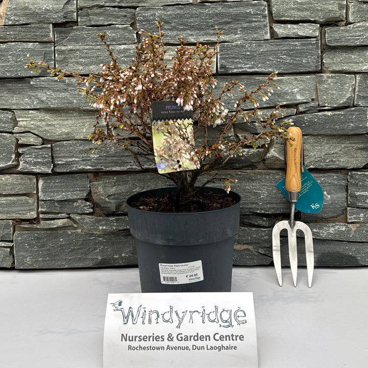 Prunus Incisa Kojou-No-Mai  4.5 Ltr Pot - Shrubs - Windyridge Garden Centre