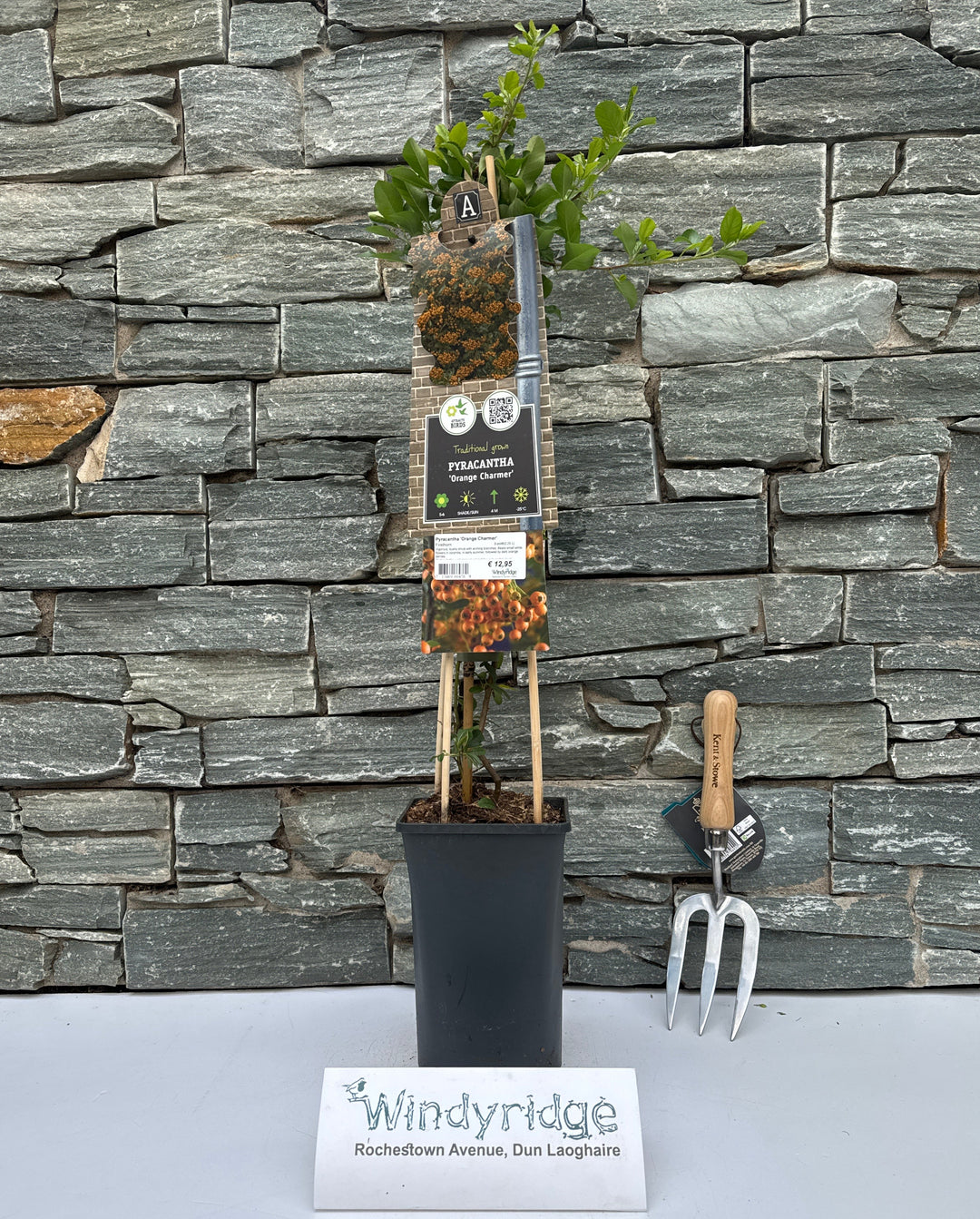 Pyracantha 'Orange Charmer' S-pot®(2,25 L)