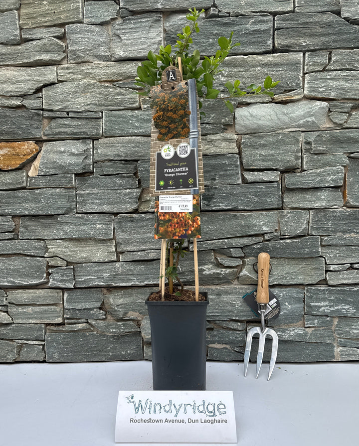 Pyracantha 'Orange Charmer' S-pot®(2,25 L)