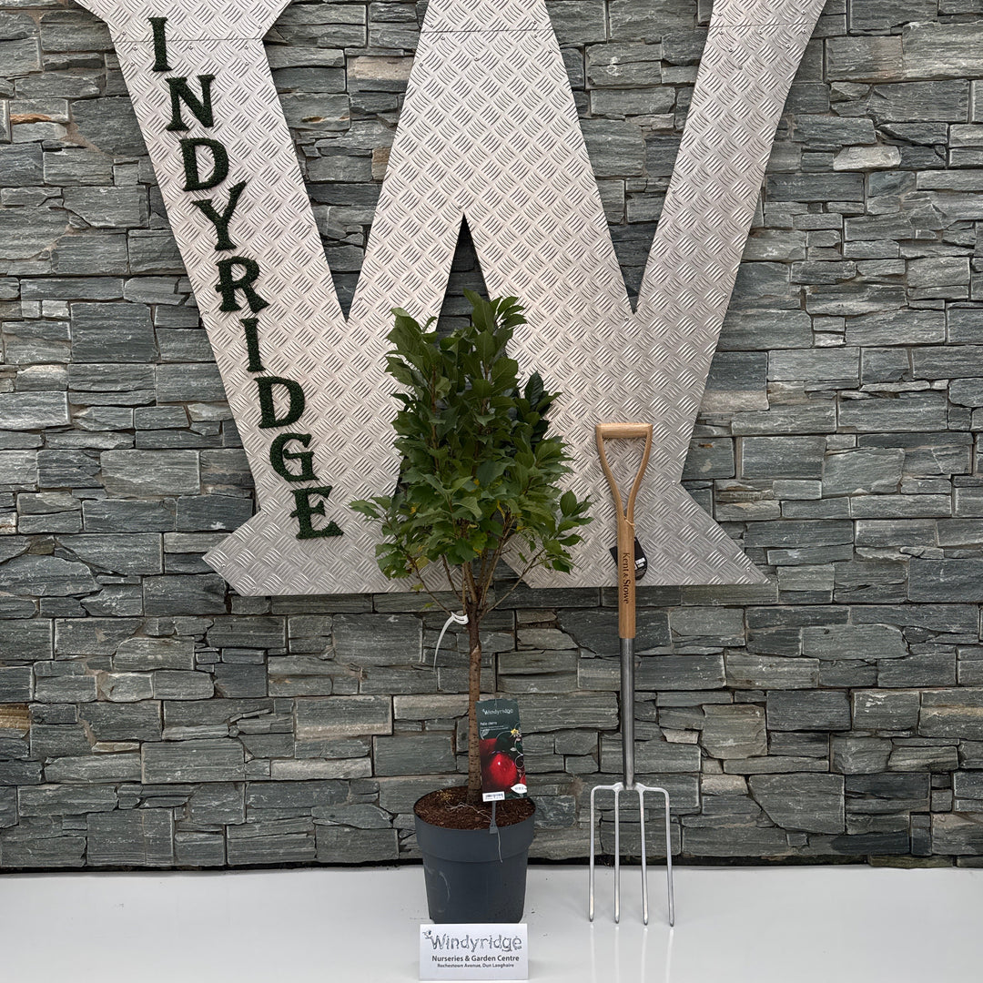 Patio Cherry Piemont (Prunus avium) CAC