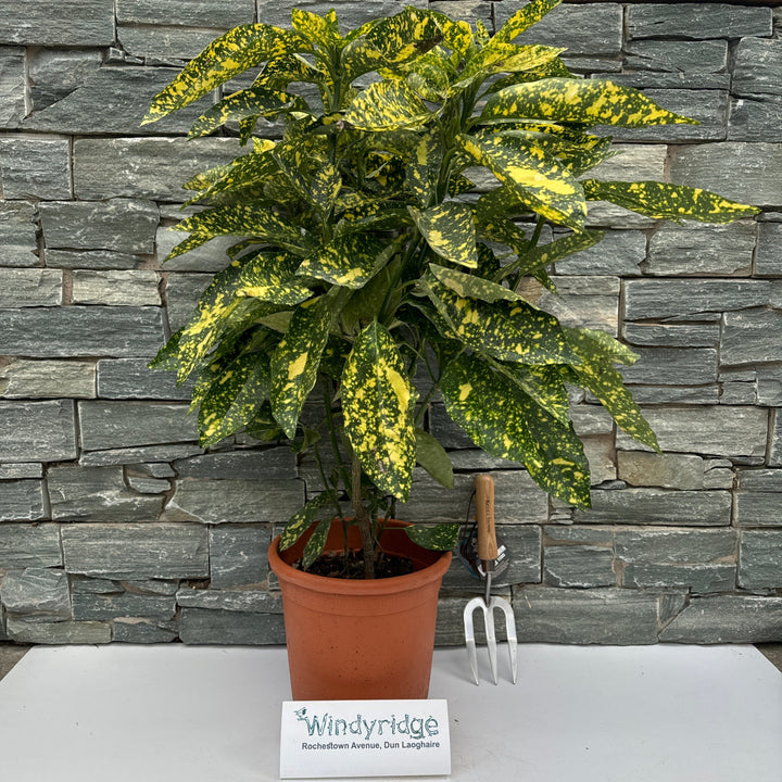 Aucuba jap. Crotonifolia