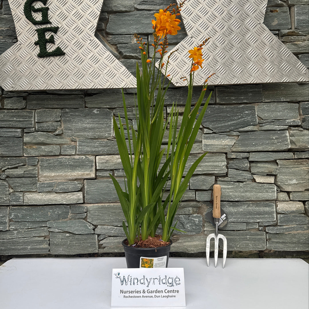 CROCOSMIA Columbus