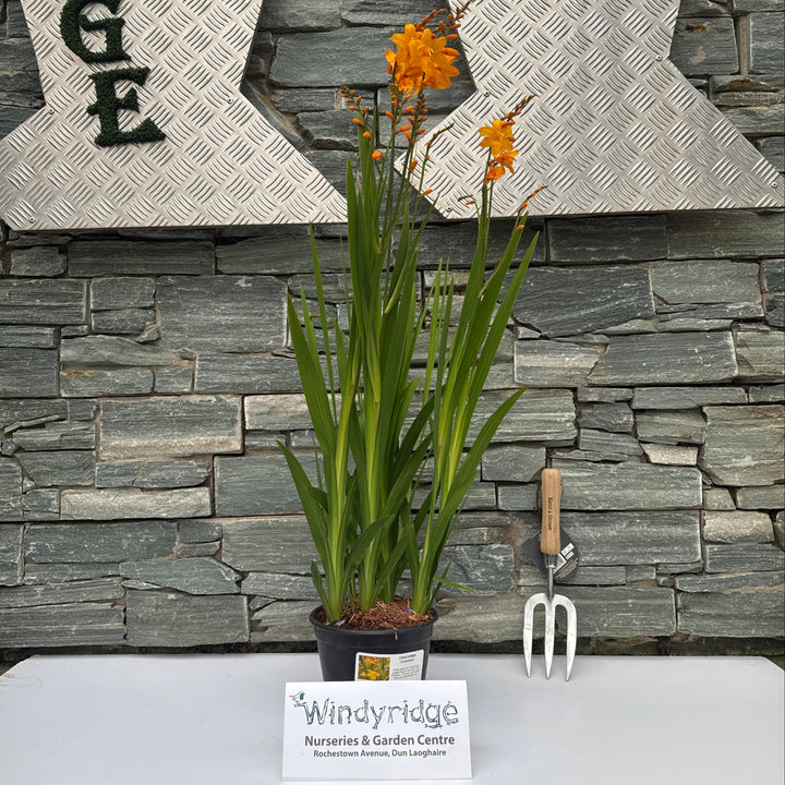 CROCOSMIA Columbus