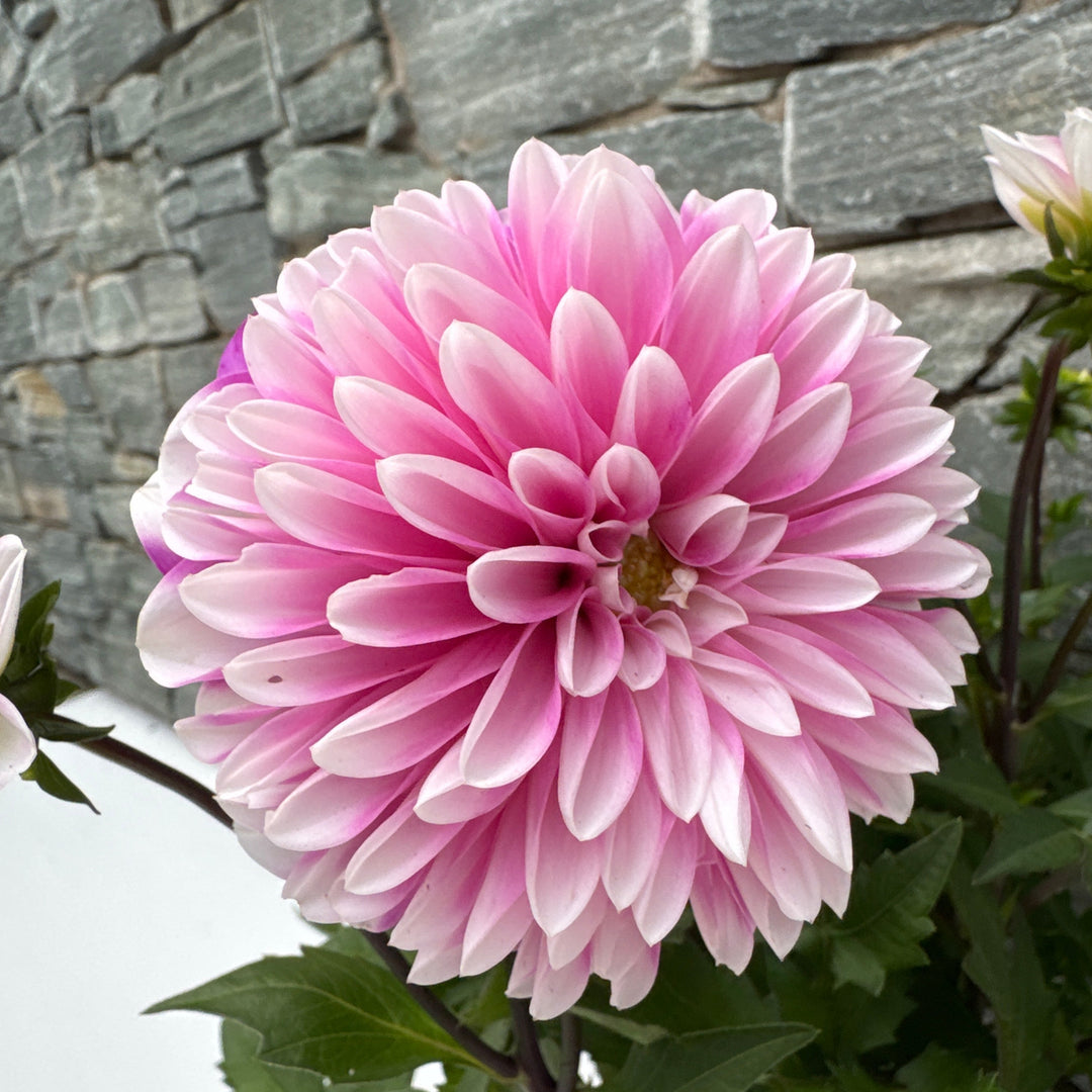 Dahlia Dalaya Pale Pink