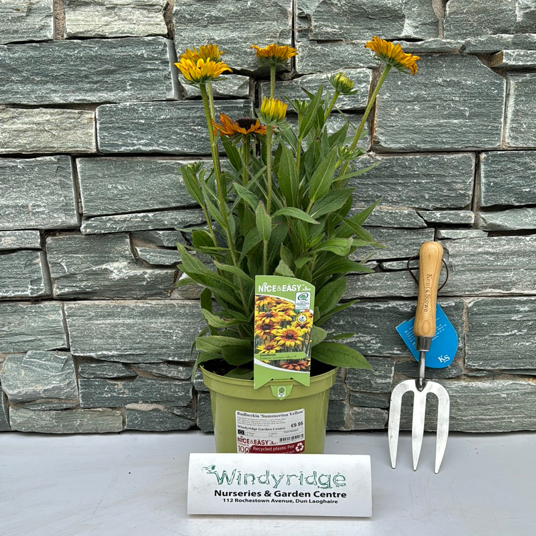 Black Eyed Susan Rudbeckia Summerina Yellow (3Ltr Pot)