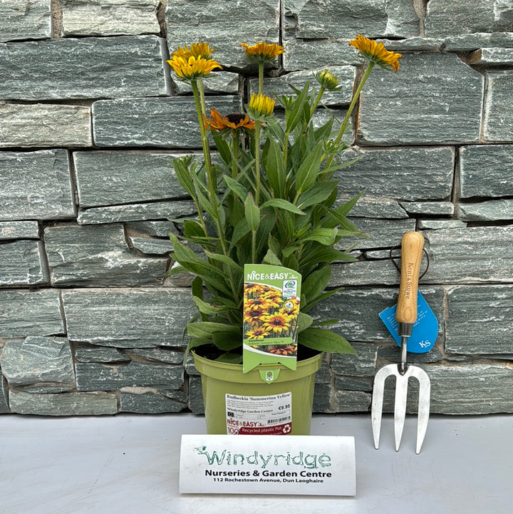 Black Eyed Susan Rudbeckia Summerina Yellow (3Ltr Pot)