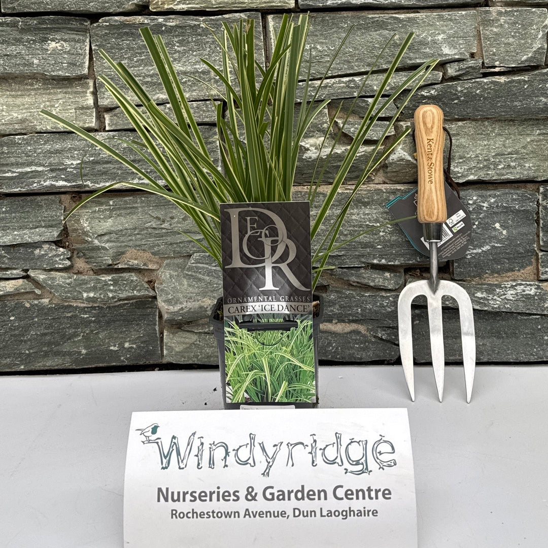 Carex Ice Dance - Herbaceous - Windyridge Garden Centre
