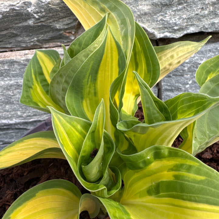 Hosta Orange Marmalade 3L