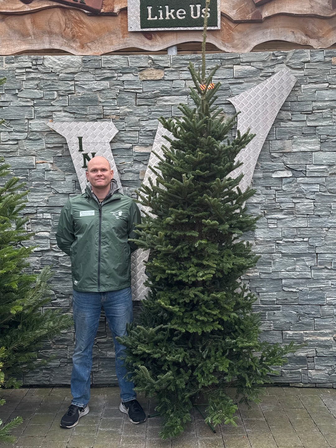 Real Christmas Tree Fraser Purple 7.5Ft-8.3Ft (225-250Cm) - Real Christmas Trees - Windyridge Garden Centre